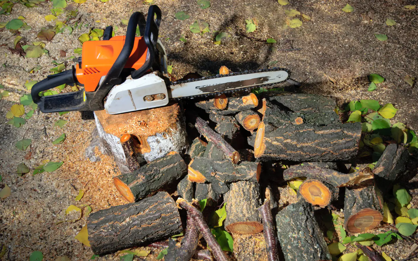 chainsaw and tree trunks shelbyville ky