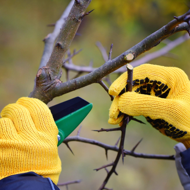 tree pruning services shelbyville ky